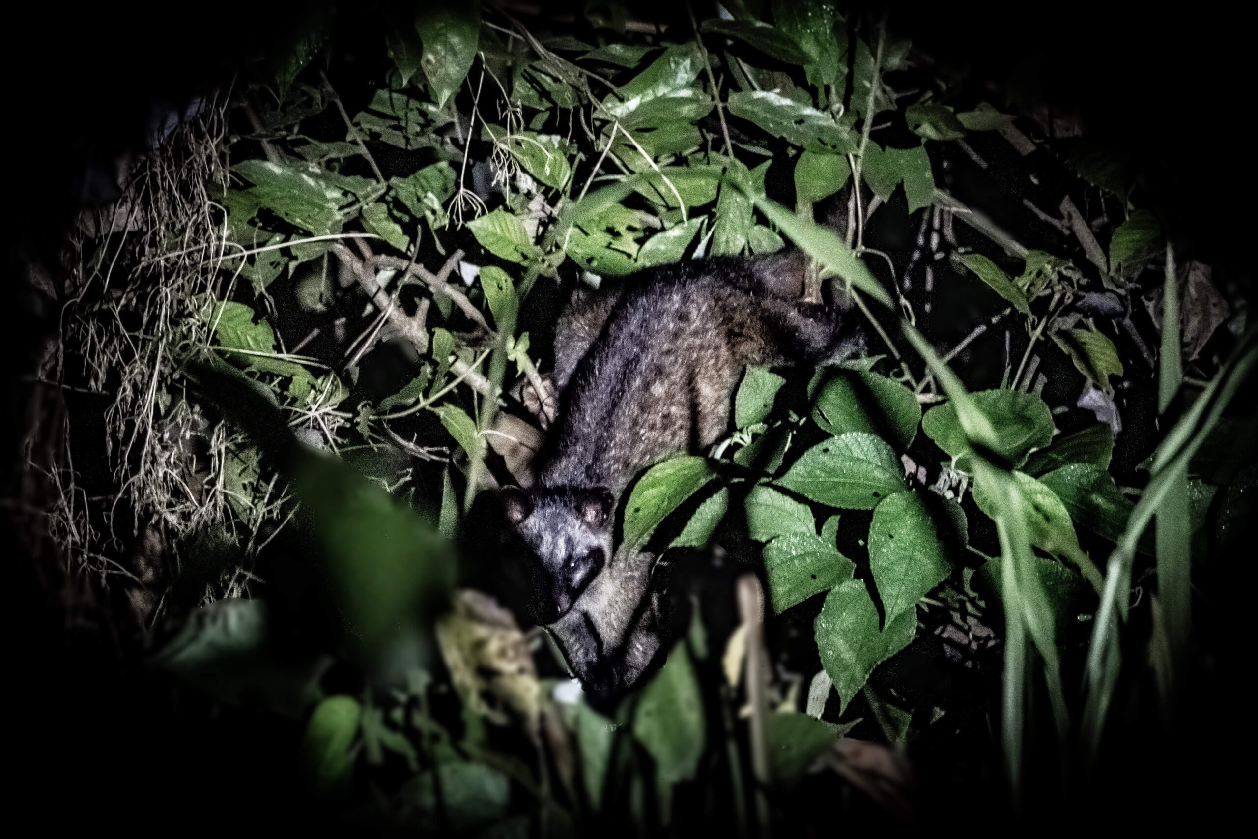 Island Palm Civet, Deramakot Forest Reserve