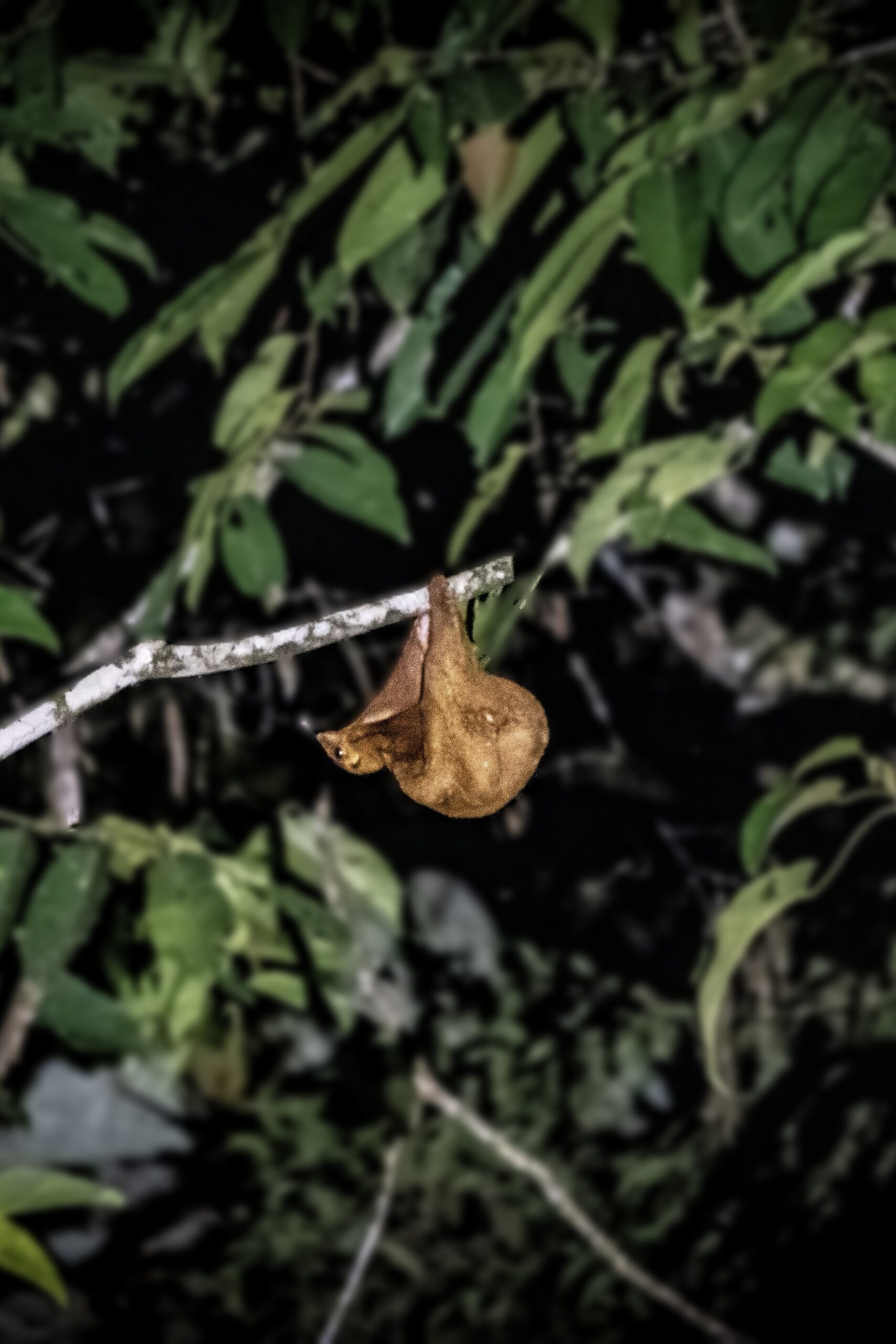 Rufous Colugo, Deramakot Forest Reserve