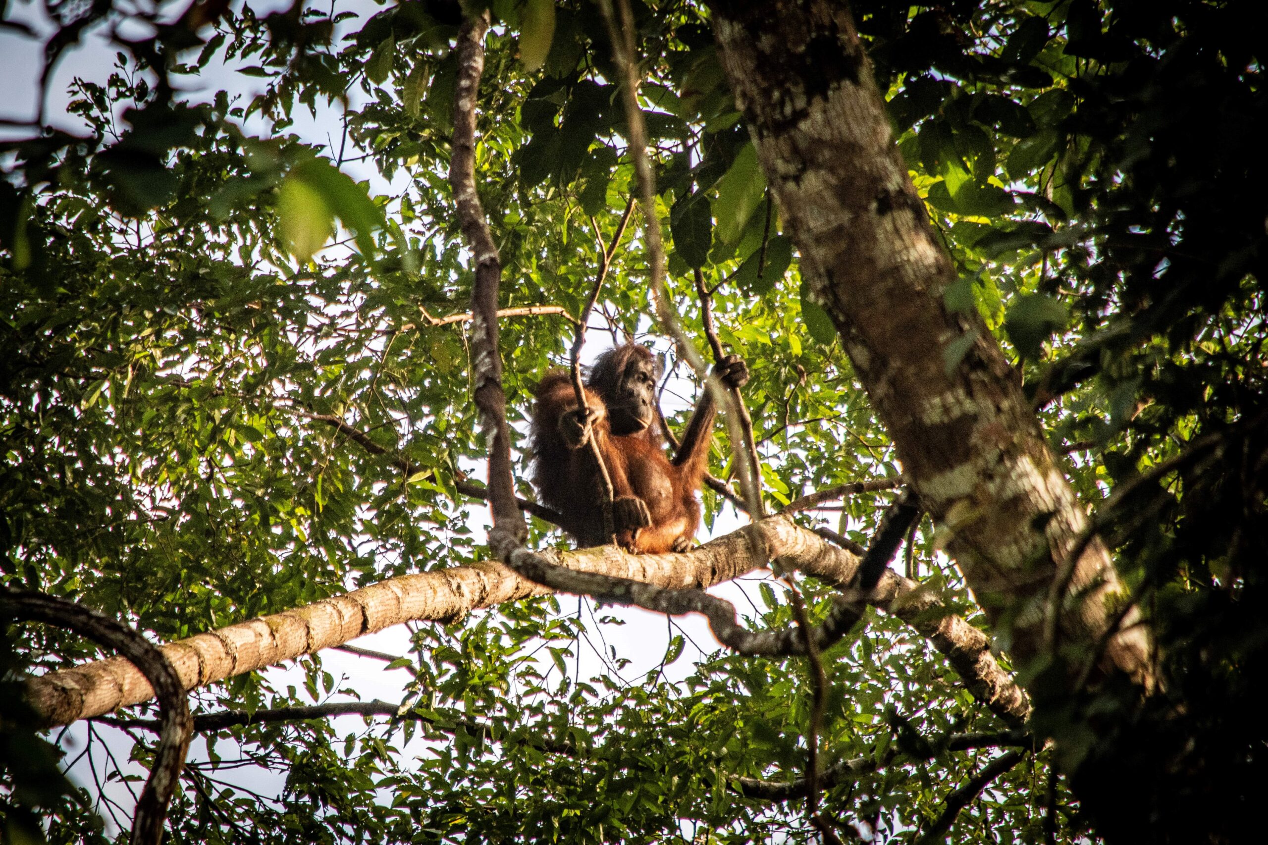 Orangutan, Deramakot Forest Reserve, Borneo Wildlife Safaris