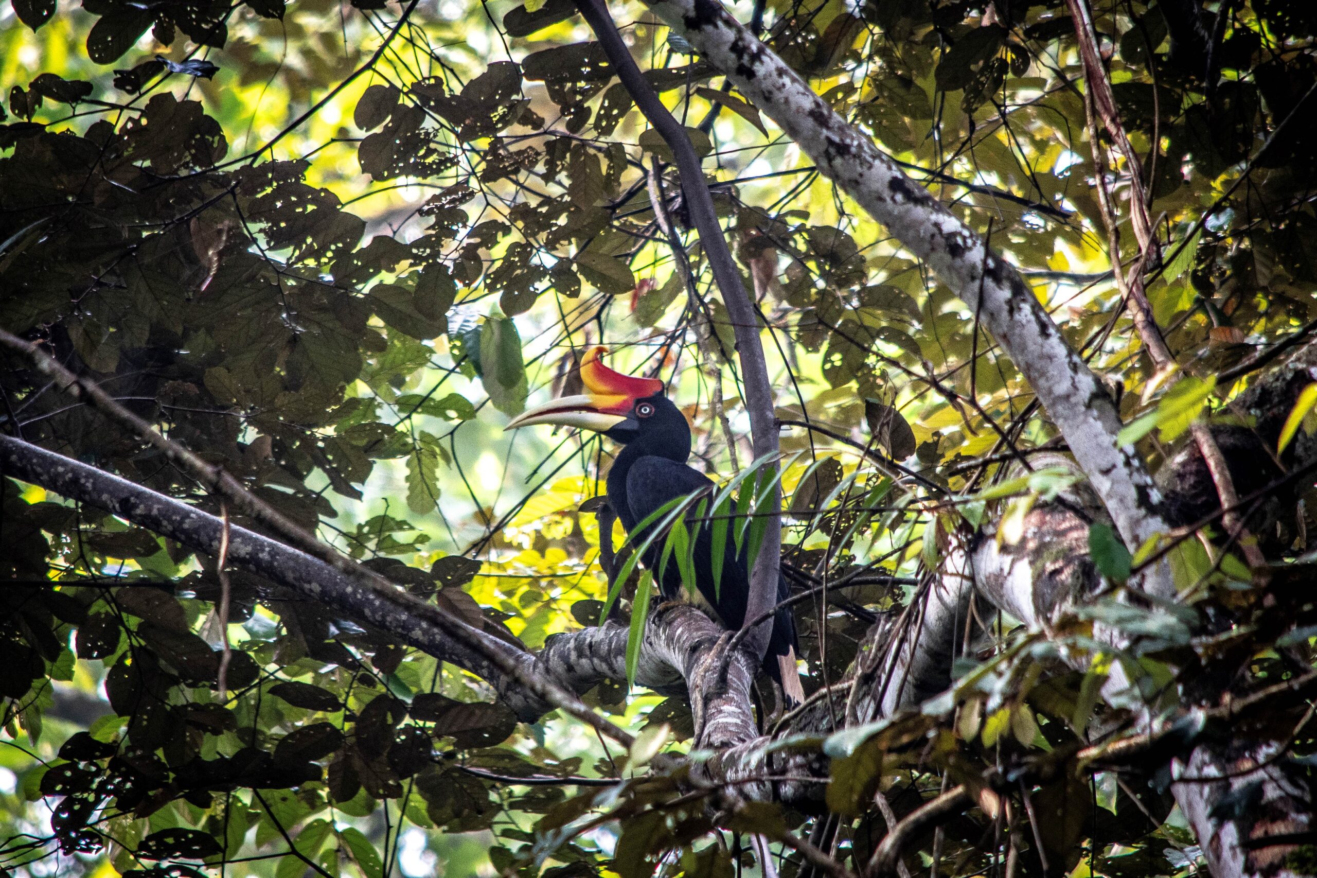 Female Rhinoceros Hornbill, Deramakot Forest Reserve