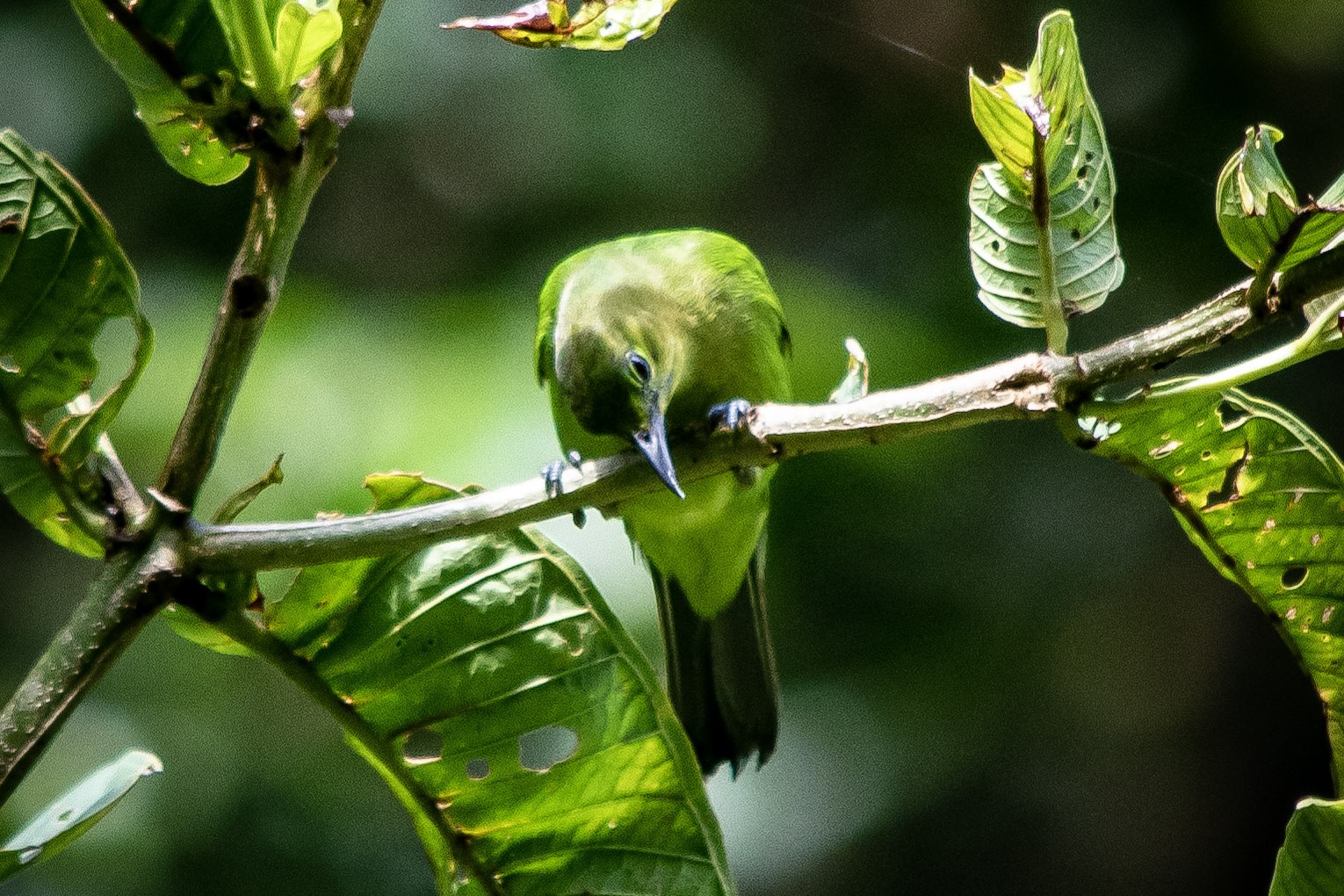 Green Leaf Bird, Deramakot Forest Reserve