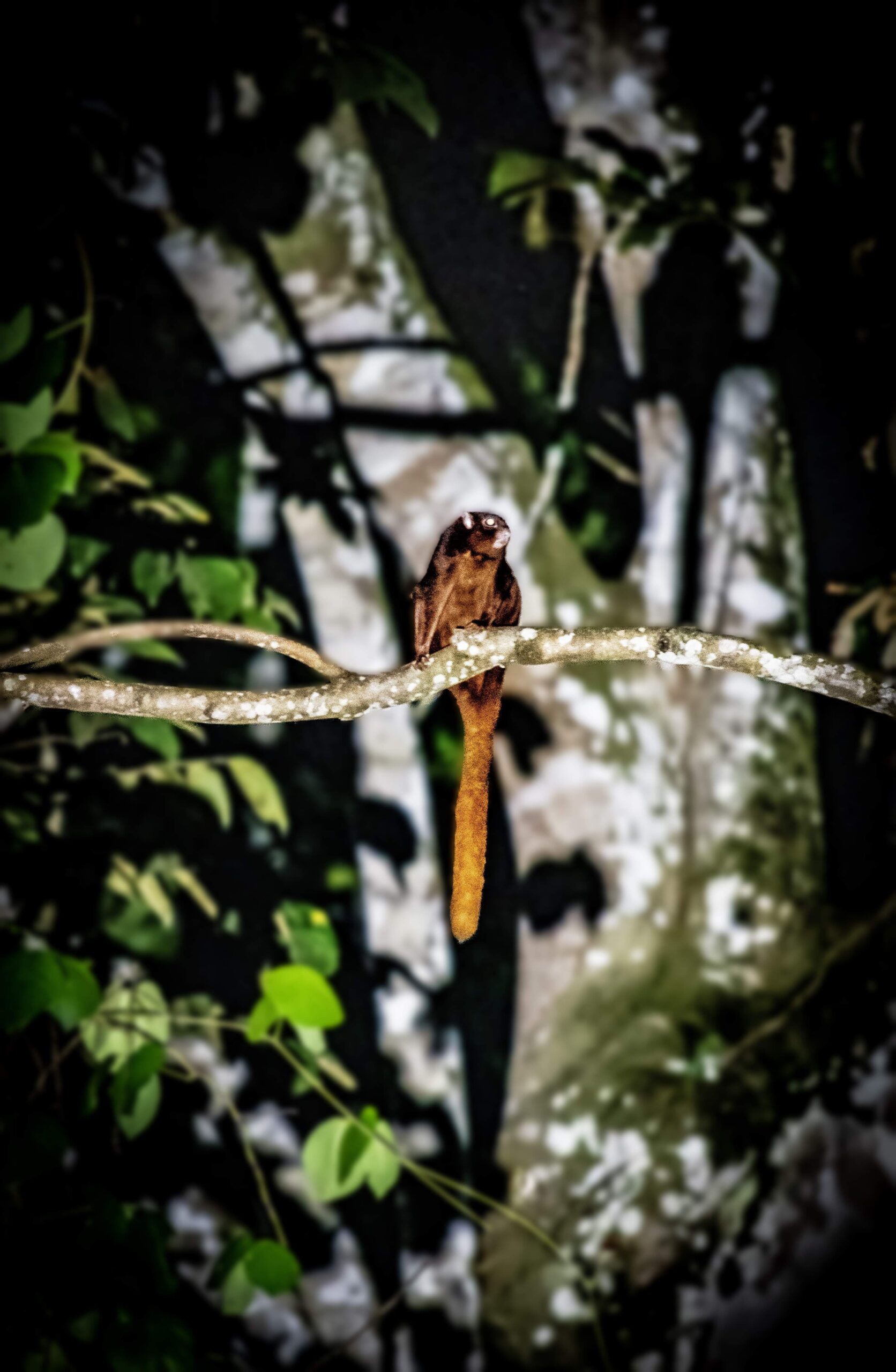 Thomas's Flying Squirrel, Deramakot Forest Reserve