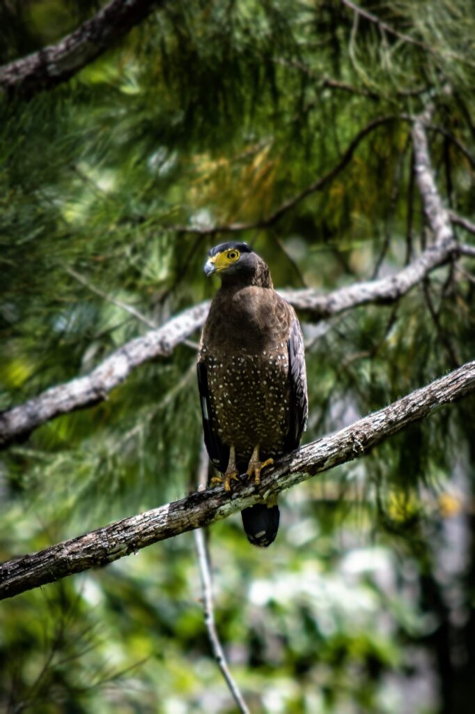 Crested Serpent Eagle, Deramakot Forest Reserve