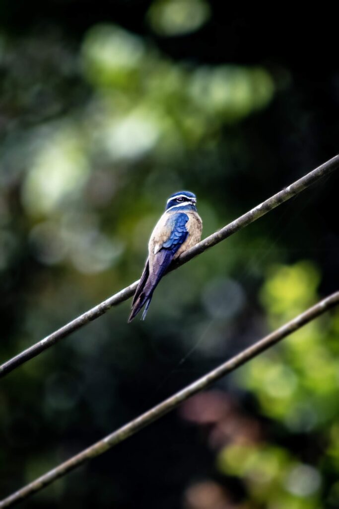 Whiskered Treeswift, Deramakot Forest Reserve