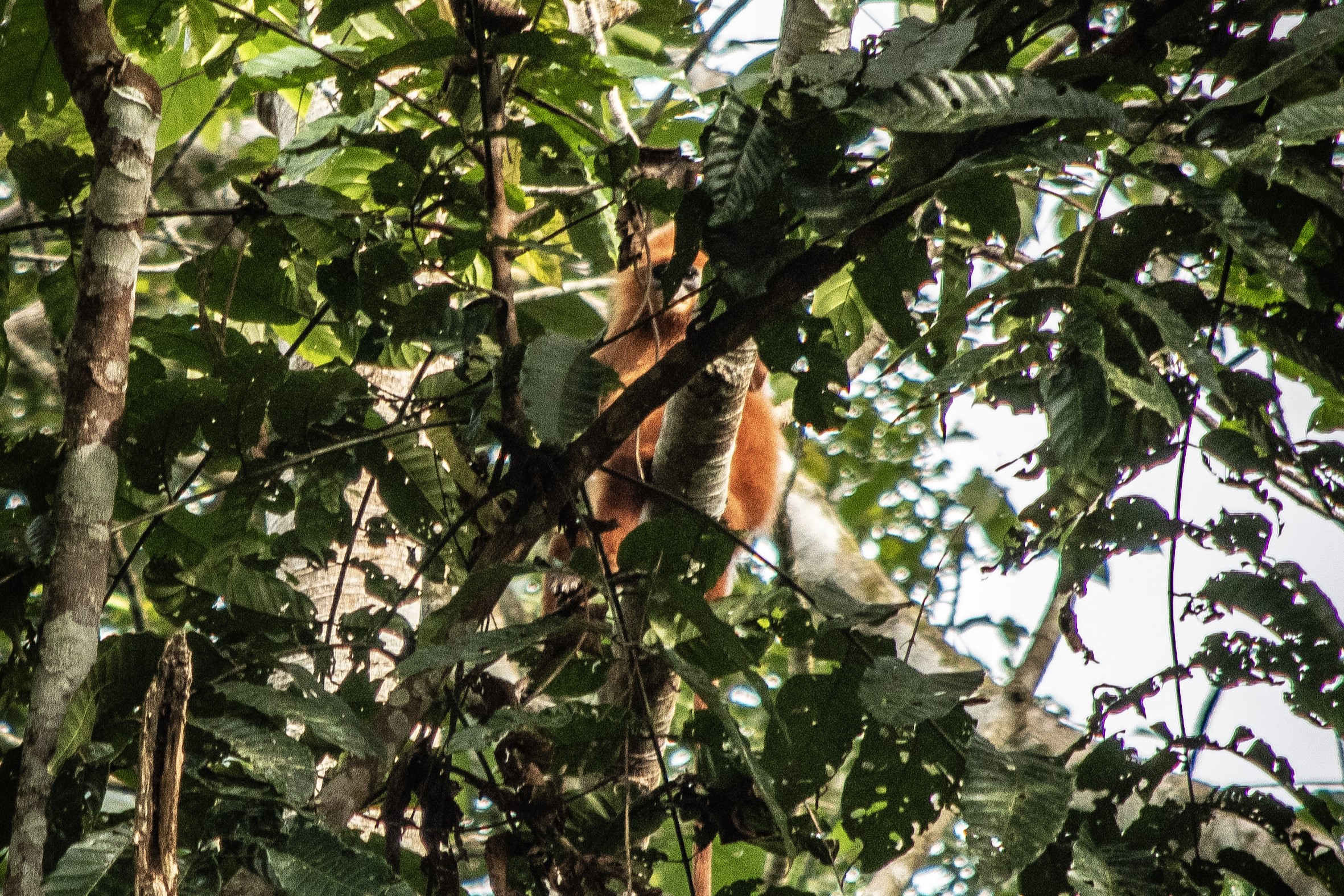 Maroon Langur, Deramakot Forest Reserve