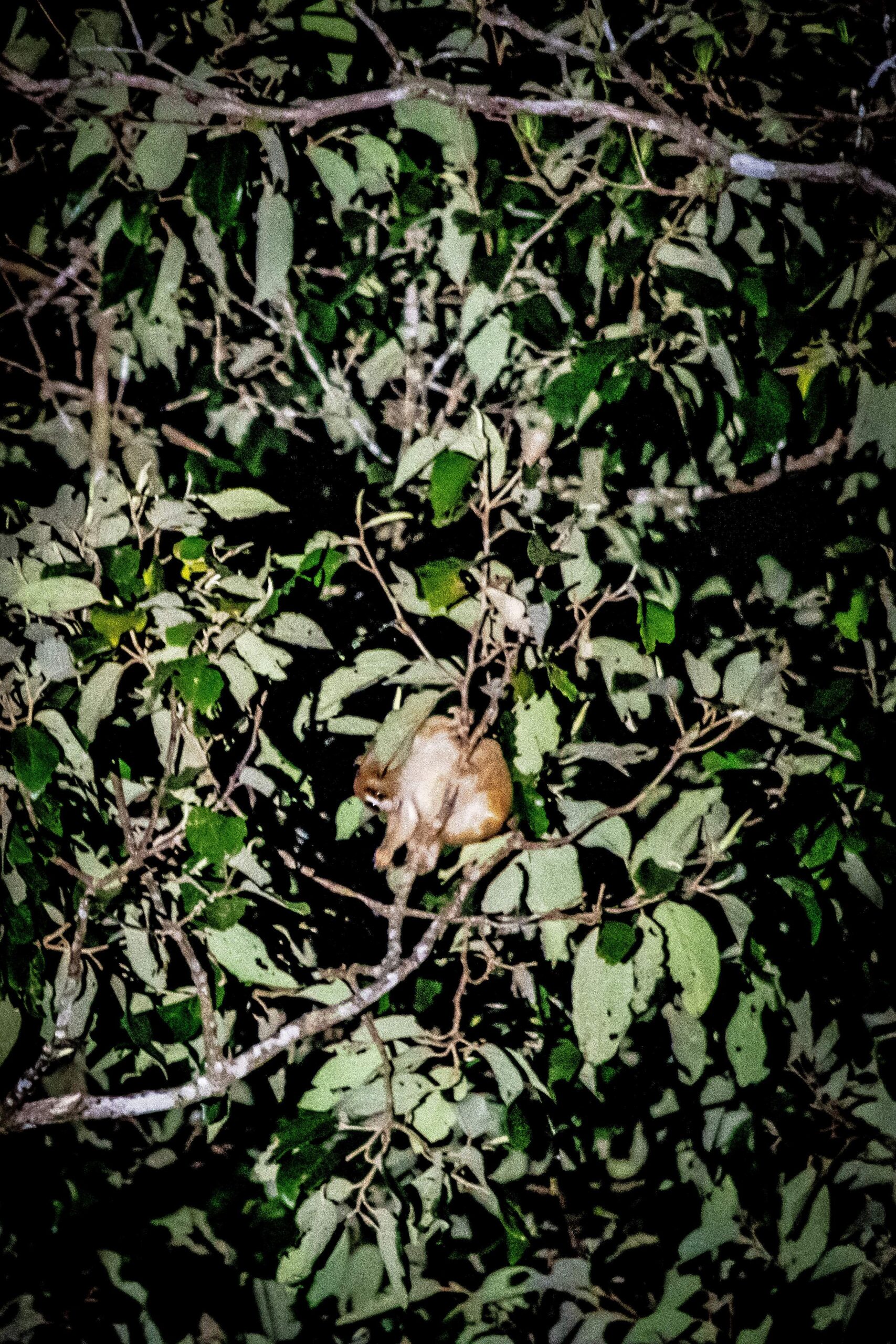 Bornean Slow Loris, Deramakot Forest Reserve