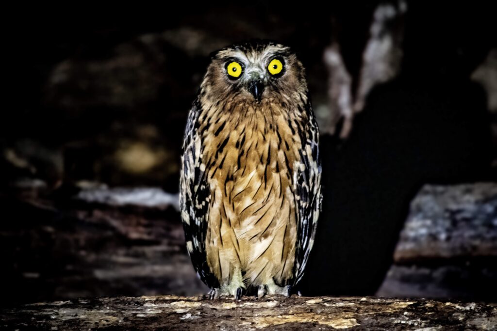 Buffy Fish Owl, Deramakot Forest Reserve