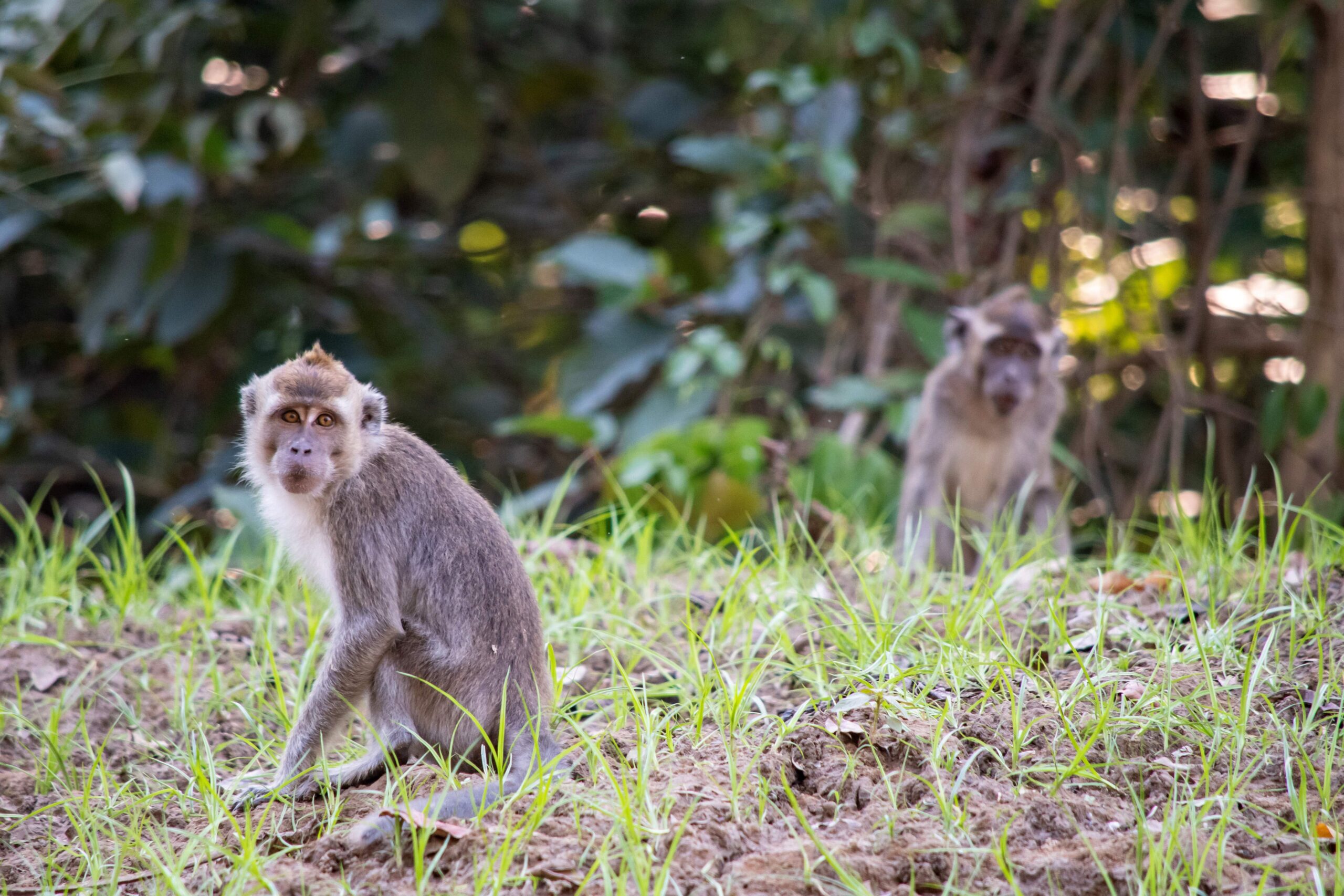 Long-tailed Macaques, Tanjung Bulat Jungle Camp, Kinabatangan River