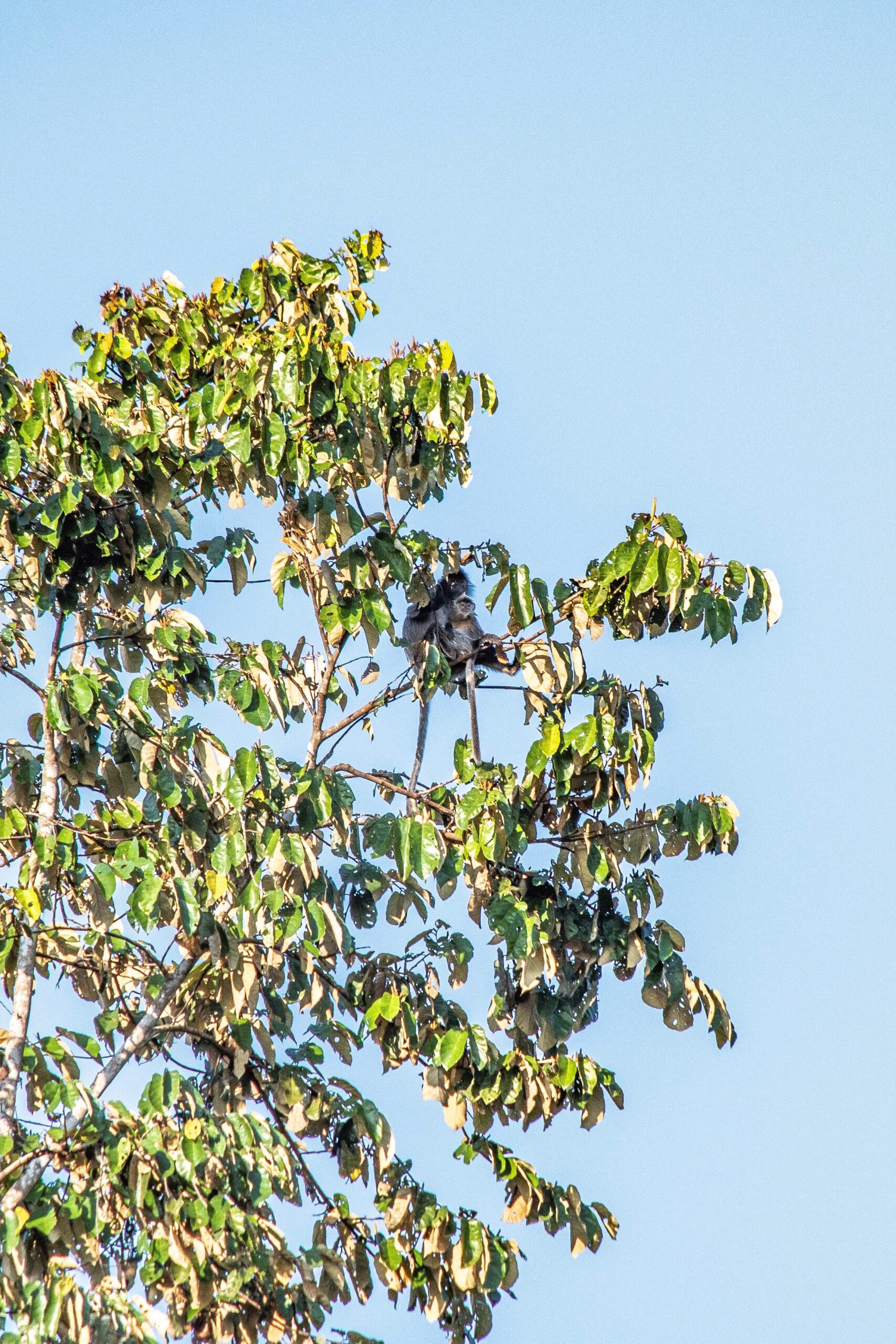 SIlvery Langurs, Kinabatangan River