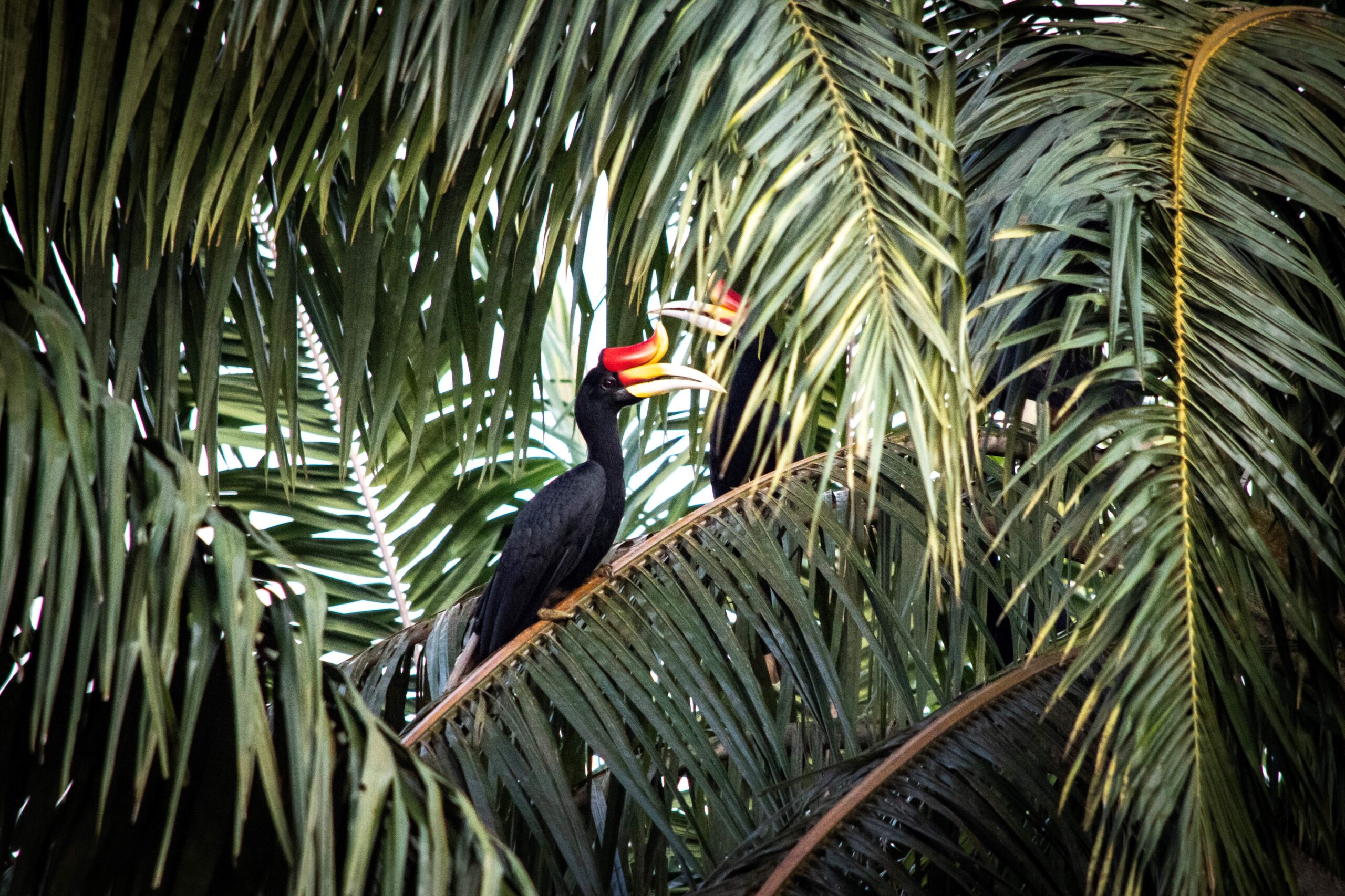 Rhinoceros Hornbills, Kinabatangan River