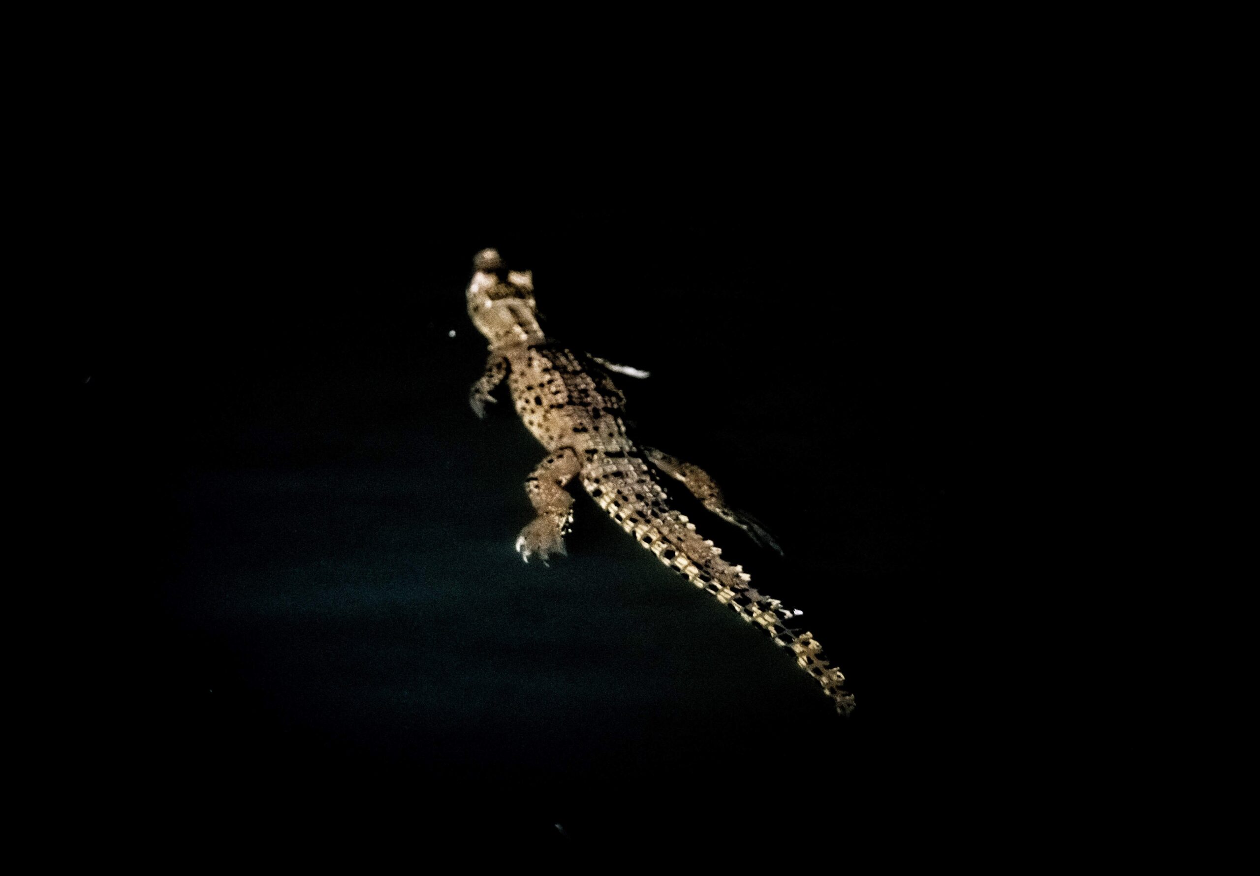 Juvenile Croc, Kinabatangan River