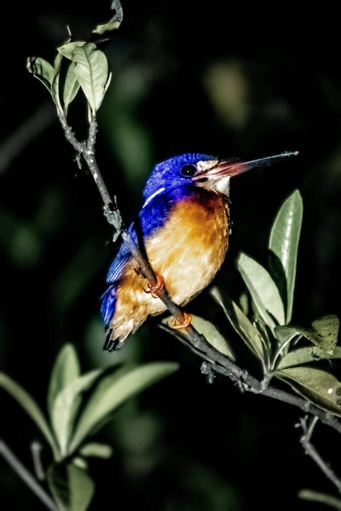 Blue-eared Kingfisher, Kinabatangan River