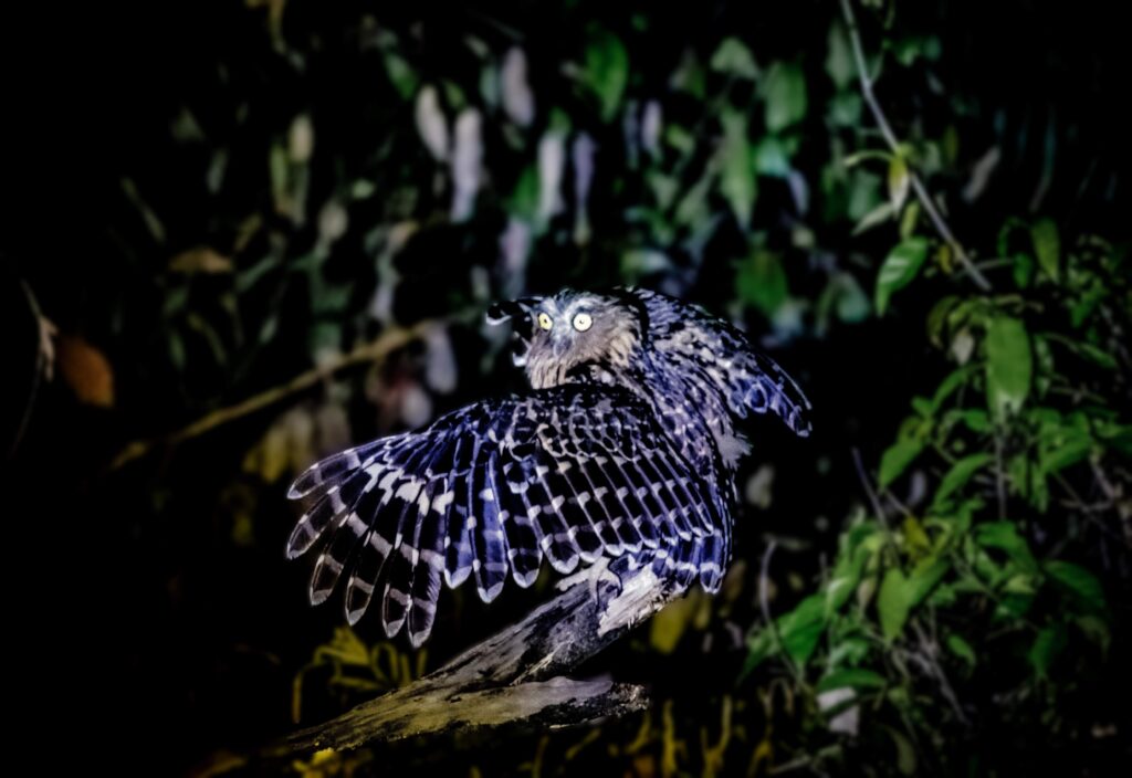 Buffy Fish Owl, Kinabatangan River