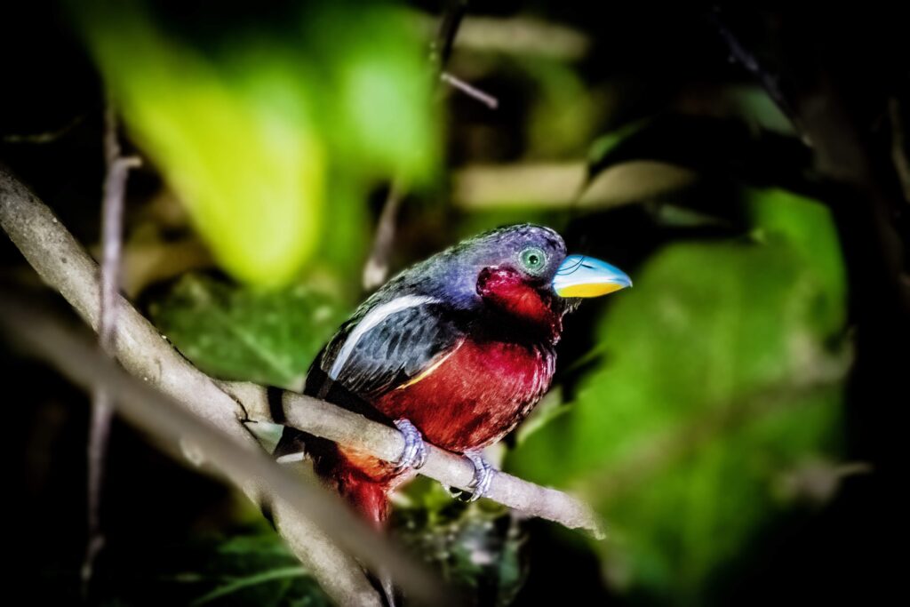 Black-and-red broadbill, Kinabatangan River