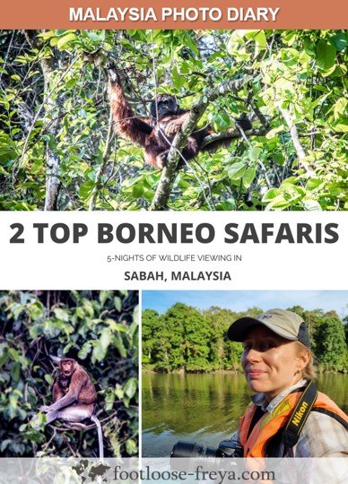Borneo Wildlife Safaris #travel #borneo #malaysia #footloosefreyablog